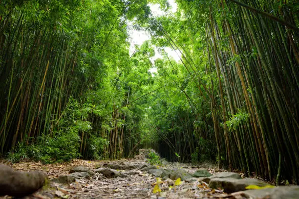 Photo of Path through dense bamboo forest, leading to famous Waimoku Falls. Popular Pipiwai trail in Haleakala National Park on Maui, Hawaii