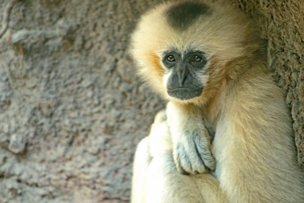 Horizontal close frame of a white cheeked gibbon sitting sideways with its legs up against its chest and arms resting on its knees leaning back against a stone wall and looking directly at frame with a very melancholy expression