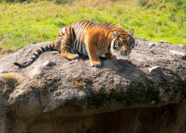 istock The Tiger Waits 1021957780