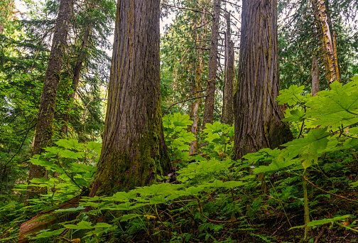 Landscape photograph of cedar trees and ferns inside the Ancient Forest, the only inland rainforest in the world located in the Fraser River Valley near Prince George, British Columbia, Canada.