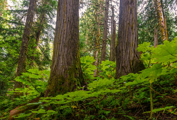 Ancient Forest in British Columbia, Canada Landscape photograph of cedar trees and ferns inside the Ancient Forest, the only inland rainforest in the world located in the Fraser River Valley near Prince George, British Columbia, Canada. prince george photos stock pictures, royalty-free photos & images