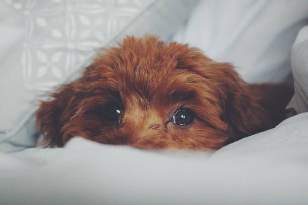 istock Cute red puppy snuggled up 1021962582