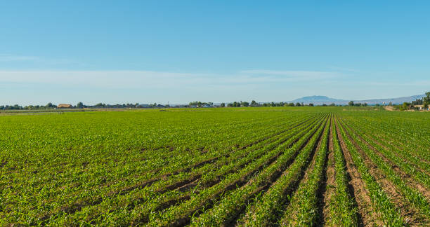 istock Converging Rows of Crops with Blue Sky 1021965138