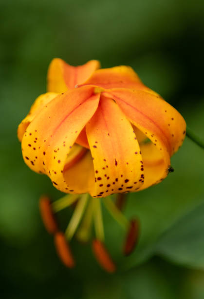 istock Petals of Orange Tiger Lily Folded 1021969834