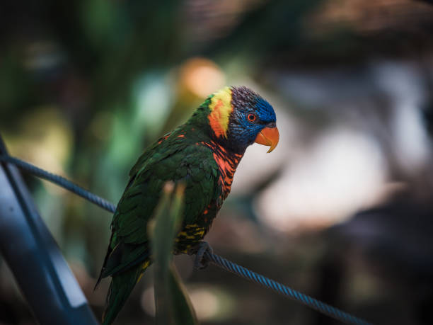 istock San Diego Safari - The Parrot 1021972466
