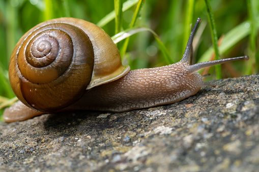 Curious snail in the garden