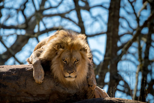 istock Staring Intensely at a Lion 1021986186