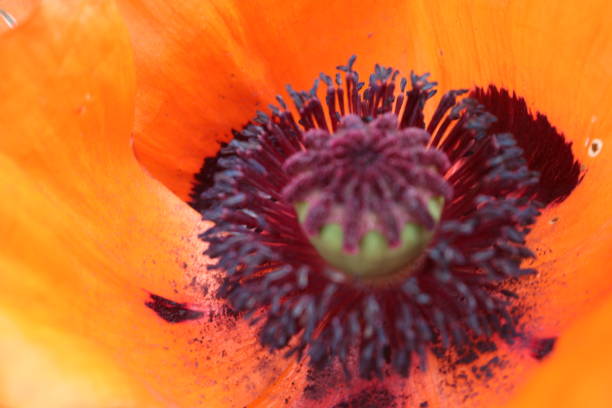 папавер восточный, восточный мак. макро крупным планом оранжевого сорта восточных маков - oriental poppy poppy leaf close up стоковые фото и изображения