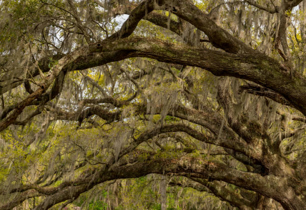 istock Spanish Moss and Live Oak Tunnel 1021988816