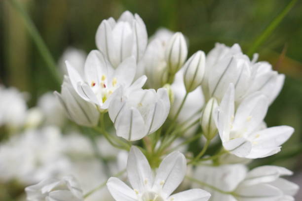 istock Rhododendron maximum — its common names include great laurel, great rhododendron, rosebay rhododendron 1021991120