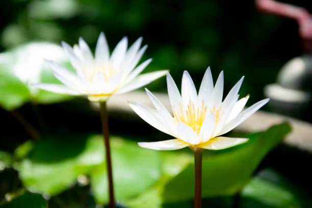 istock white lotus flower background 1021991398