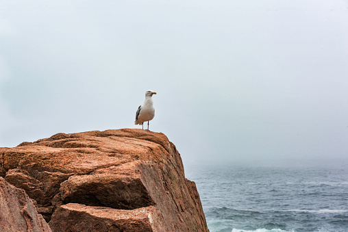 Maine, USA.