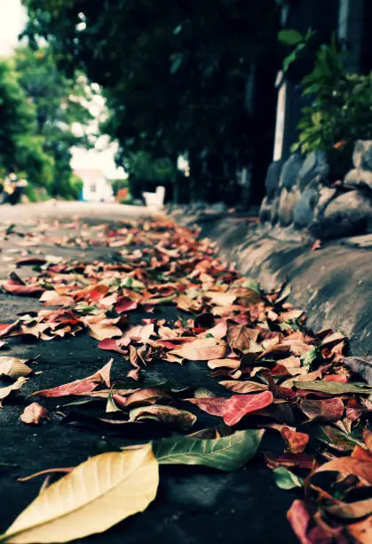 Colorful fallen leaves on street in fall season make beautiful autumn background