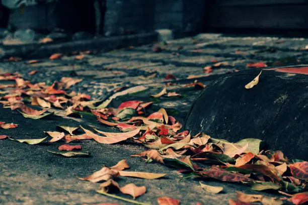 Colorful fallen leaves on street in fall season make beautiful autumn background