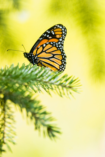 A monarch on a coniferous branch.