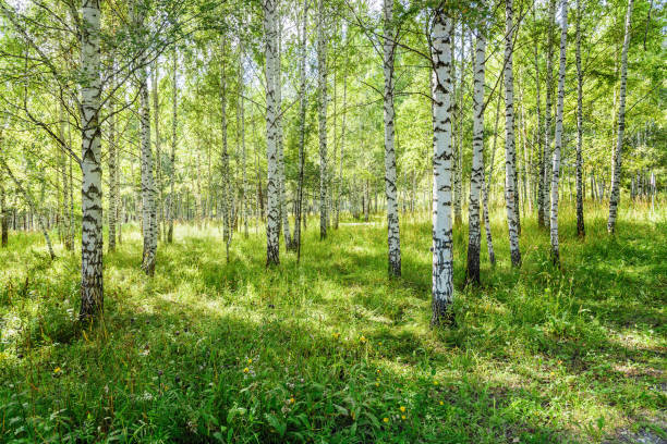 birch forest