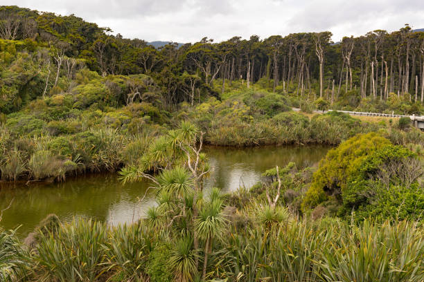 istock Hiking through lush native bush and forest 1022010222