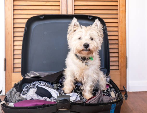 istock Pet friendly accommodation: scruffy west highland white terrier westie dog in packed suitcase 1022012542