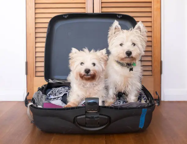 Separation anxiety: two scruffy west highland white westie terrier dogs are in packed suitcase & do not want owner to go on vacation