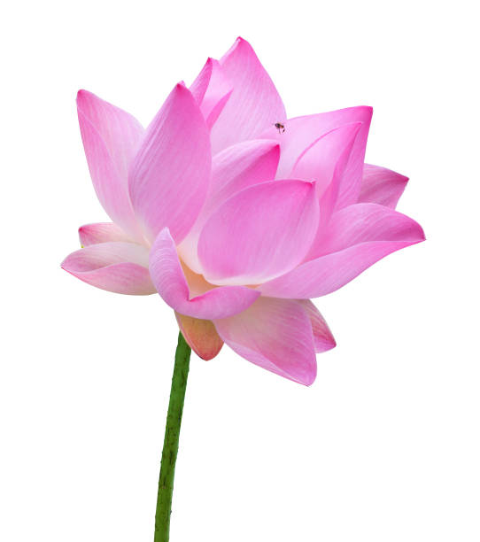 istock Close up pink lotus flower high resolution isolated on white background 1022022306