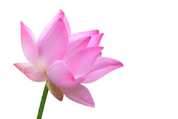 istock Close up pink lotus flower high resolution isolated on white background 1022022362