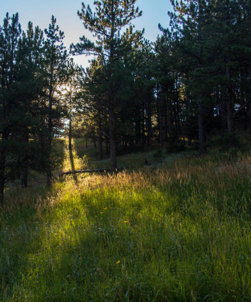 istock Sunrise on the Meadow 1022033456