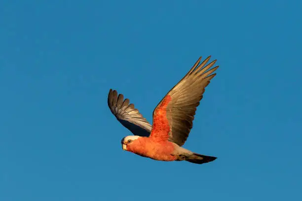 Galahs can be easily identified by their pink and grey plumage! They have a bouncing acrobatic flight and feed on seeds, mostly from the ground.