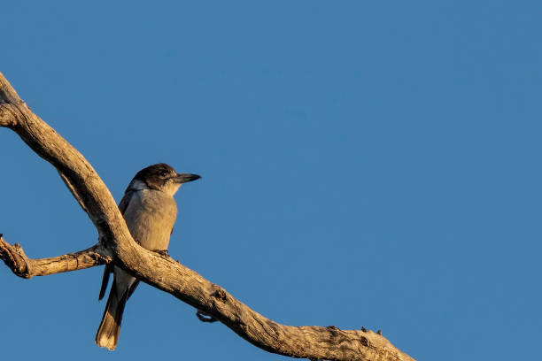 istock Grey Butcherbird (Cracticus torquatus) race 