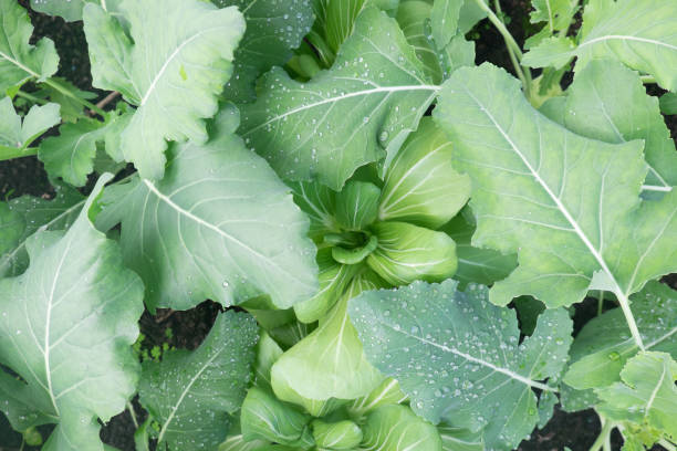 brassica vegetable garden bed: kohlrabi leaves plus pak choi growing with rain droplets - brassica rapa chinensis imagens e fotografias de stock