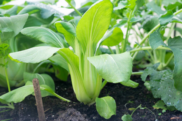 bok choy - también conocido como pak choi, pok choi o col china - creciendo en brassica parche de cama de jardín - bok choy fotografías e imágenes de stock