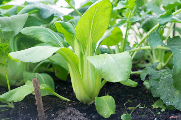 Bok choy - also known as pak choi, pok choi or Chinese cabbage - growing in Brassica patch of garden bed Bok choy - also known as pak choi, pok choi or Chinese cabbage - growing in Brassica patch of garden bed in soil Bok Choy stock pictures, royalty-free photos & images