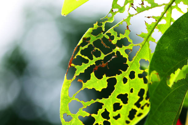 istock texture of green leaf hole background eaten by pest. 1022041966