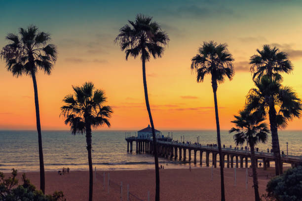 California beach at sunset Palm trees and Pier on Manhattan Beach at sunset in California, Los Angeles, USA. santa monica stock pictures, royalty-free photos & images