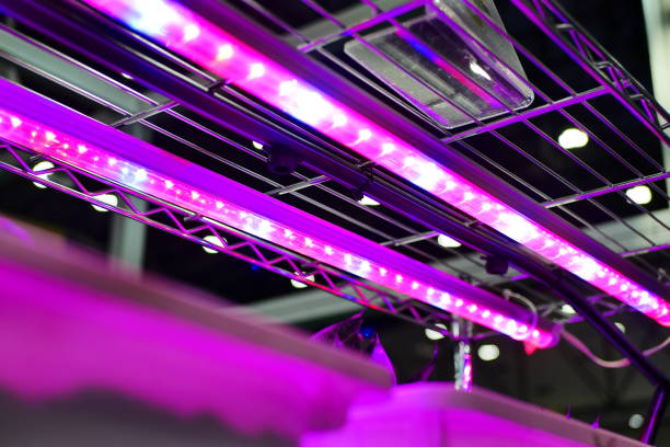 istock plant under LED grow light 1022045226