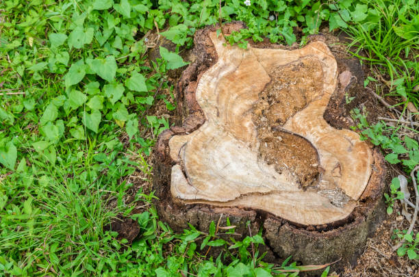 istock Cross section of the tree trunk. 1022045262