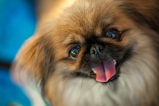 portrait of a Pekingese Dog at a Dog show