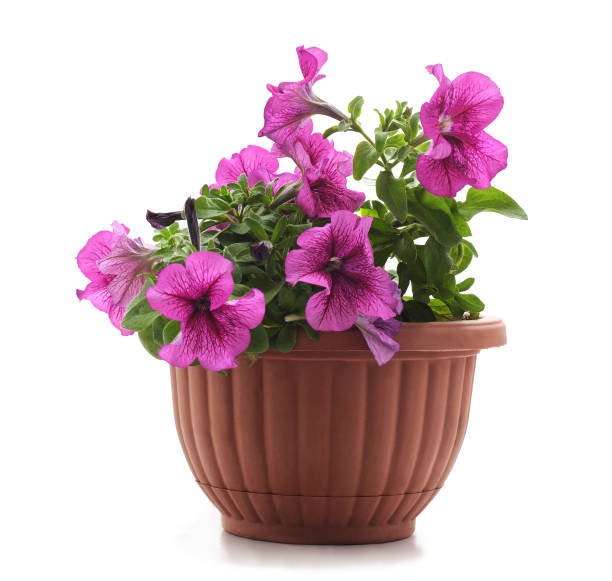 istock Purple petunia in the pot. 1022056532