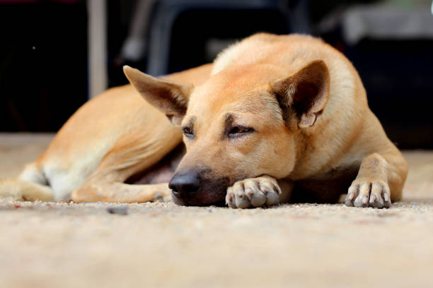 perro solitario marrón en el suelo de arena - sadness depression dog retriever fotografías e imágenes de stock