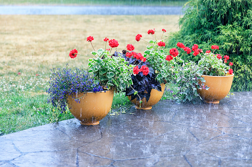 Drenching extreme weather downpour rain storm water is splashing heavily and flooding into and around three ornamental garden geranium flower pots lined up at the edge of a suburban home front walkway footpath. Near Rochester, New York State, USA during a torrential July mid-summer downpour.