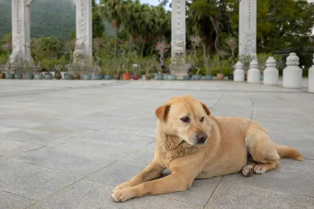 Close up of a Labrador type stray dog in a Buddhist monastery in Hong Kong
