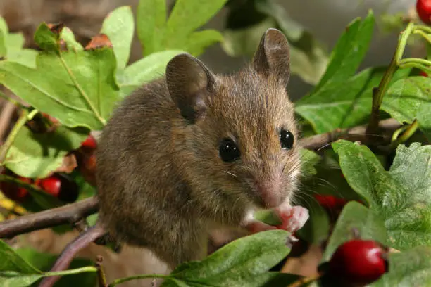 A  young European wood mouse (Apodemus sylvaticus) with Hawthorn berries (Crataegus monogyna)
