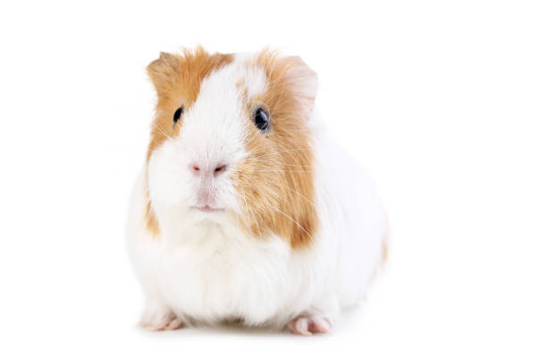 istock Guinea pig isolated on white background 1022069154