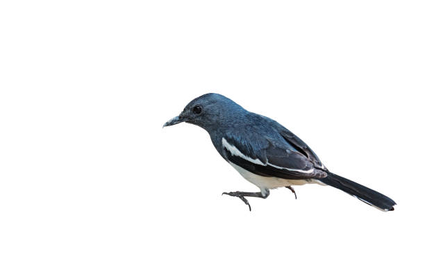 istock Oriental Magpie Robin or Copsychus Saularis Isolated on White Background, Clipping Path 1022069414