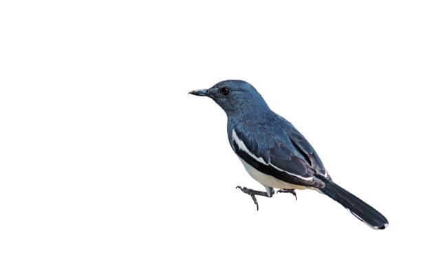 istock Oriental Magpie Robin or Copsychus Saularis Isolated on White Background, Clipping Path 1022069418