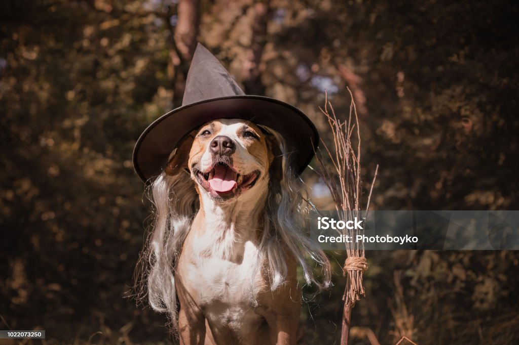Cute dog with broomstick dressed up for halloween as friendly forest witch. Beautiful staffordshire terrier puppy in masquerade costume with witch's broom in autumn forest Halloween Stock Photo