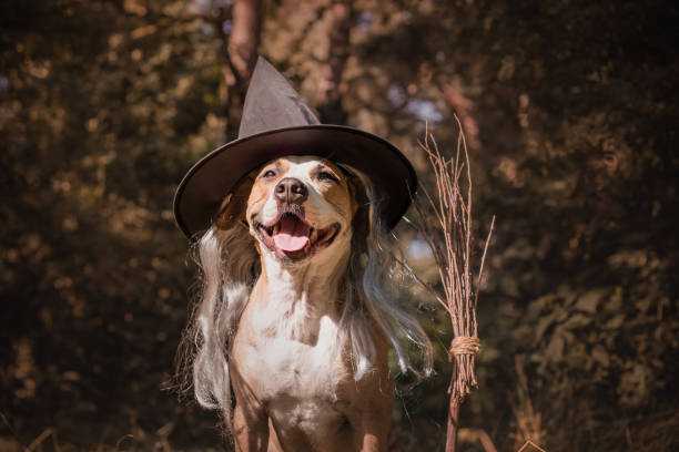 Cute dog with broomstick dressed up for halloween as friendly forest witch. Beautiful staffordshire terrier puppy in masquerade costume with witch's broom in autumn forest dog in halloween hat of witch stock pictures, royalty-free photos & images
