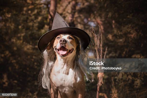 Cute Dog With Broomstick Dressed Up For Halloween As Friendly Forest Witch Stock Photo - Download Image Now