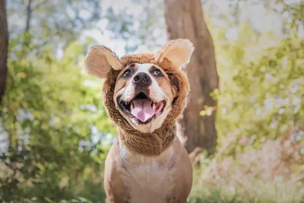 Photo of Funny dog portrait in bear hat photographed outdoors.