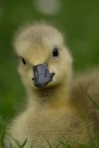 Canada Goose gosling close up
