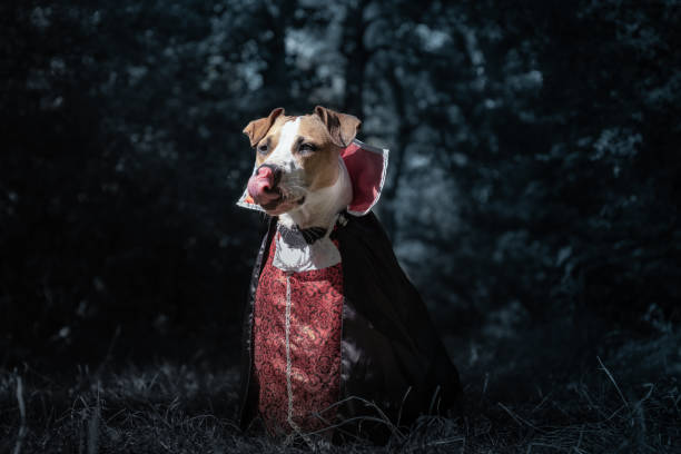istock Beautiful dog dressed up as vampire in dark moonlit forest. 1022078416